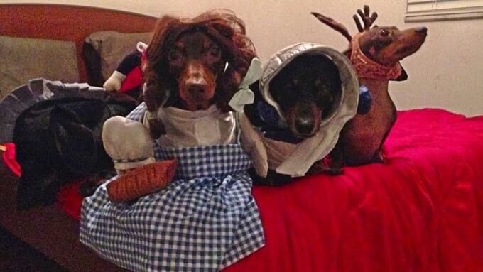 Four daschunds who's descrutive nature inspired the idea for a tear apart dog toy.